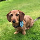 Business 16 image VALENTINE'S VETS Veterinary Services in Rochdale Gr