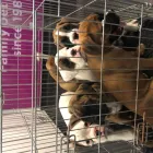 Business 17 image VALENTINE'S VETS Veterinary Services in Rochdale Gr