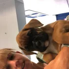 Business 18 image VALENTINE'S VETS Veterinary Services in Rochdale Gr