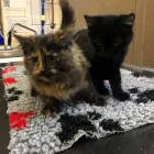 Business 22 image VALENTINE'S VETS Veterinary Services in Rochdale Gr