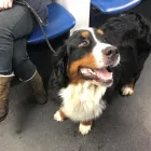 Business 23 image VALENTINE'S VETS Veterinary Services in Rochdale Gr