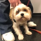 Business 24 image VALENTINE'S VETS Veterinary Services in Rochdale Gr