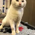 Business 26 image VALENTINE'S VETS Veterinary Services in Rochdale Gr