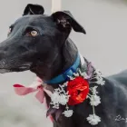 Business 5 image VALLEY OF FLOWERS LTD Shopping & Retail in Norwich No