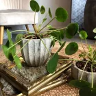 Business 17 image VALLEY OF FLOWERS LTD Shopping & Retail in Norwich No