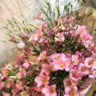 Business 22 image VALLEY OF FLOWERS LTD Shopping & Retail in Norwich No