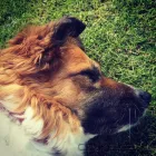 Business 1 image WALKING DOGS EDINBURGH Pets & Animals in Edinburgh Edh