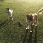 Business 3 image WALKING DOGS EDINBURGH Pets & Animals in Edinburgh Edh