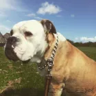 Business 4 image WALKING DOGS EDINBURGH Pets & Animals in Edinburgh Edh