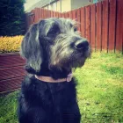 Business 5 image WALKING DOGS EDINBURGH Pets & Animals in Edinburgh Edh