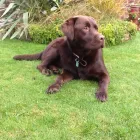 Business 8 image WALKS 'N' ALL Dog Walking in Altrincham Ch