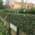 Business 4 image WALLIS GARDEN SERVICES Garden Services in WIMBORNE Do