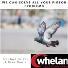 Business 1 image WHELAN PEST BERKSHIRE Pest & Animal Control in Reading Be