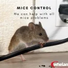 Business 4 image WHELAN PEST BERKSHIRE Pest & Animal Control in Reading Be