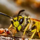 Business 10 image WHELAN PEST BERKSHIRE Pest & Animal Control in Reading Be