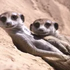 Business 13 image WHITWORTH CHEMISTS LTD Pharmacies in Hull No