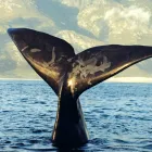 Business 5 image WHITWORTH CHEMISTS LTD Pharmacies in Hull No