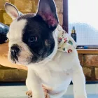 Business 1 image WILMAS WAGNIFICENT PET SPA Pets & Animals in Biggleswade Be