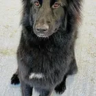 Business 2 image WILMAS WAGNIFICENT PET SPA Pets & Animals in Biggleswade Be