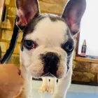 Business 5 image WILMAS WAGNIFICENT PET SPA Pets & Animals in Biggleswade Be