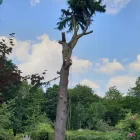 Business 4 image WREKIN OAK OUTDOOR SERVICES Tree Services in Telford Sh