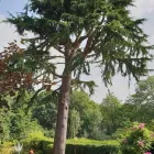 Business 6 image WREKIN OAK OUTDOOR SERVICES Tree Services in Telford Sh