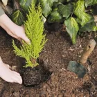 Business 3 image YEOMANS GARDEN SERVICES Garden Services in Derby De