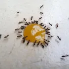 Business 2 image YOUNGS PEST CONTROL Pest & Vermin Control Services in Manchester La