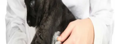 Business 6 image CAVAN VETS Vets in Wolverhampton We