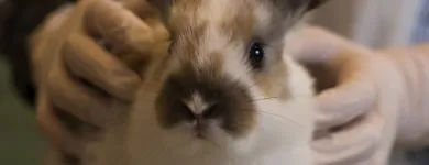 Business 3 image CAVAN VETS Vets in Wolverhampton We