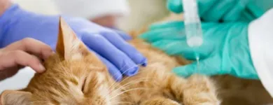 Business 4 image CAVAN VETS Vets in Wolverhampton We