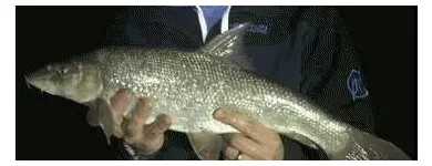 Business 4 image GLOUCESTER ANGLING CENTRE Sportswear Stores in Gloucester Gl