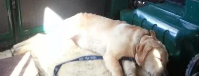 Business 2 image GO WALKIES BOLTON Pets & Animals in Bolton Gr