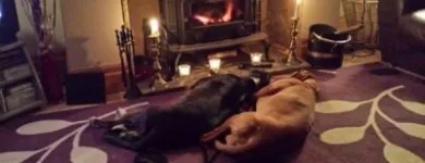 Business 6 image GO WALKIES BOLTON Pets & Animals in Bolton Gr