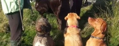 Business 7 image GO WALKIES BOLTON Pets & Animals in Bolton Gr