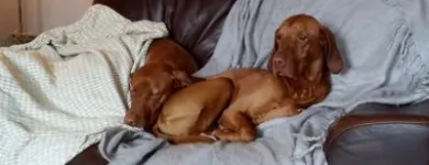 Business 10 image GO WALKIES BOLTON Pets & Animals in Bolton Gr