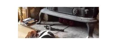 Business 11 image GO WALKIES BOLTON Pets & Animals in Bolton Gr