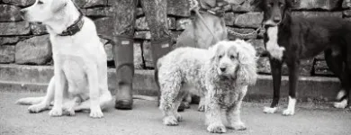 Business 13 image GO WALKIES BOLTON Pets & Animals in Bolton Gr