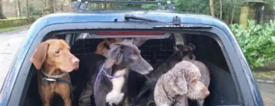 Business 14 image GO WALKIES BOLTON Pets & Animals in Bolton Gr