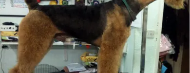 Business 5 image HALFORDS AUTOCENTRE Garage Services in Poole Do