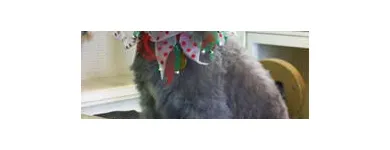 Business 6 image HALFORDS AUTOCENTRE Garage Services in Poole Do