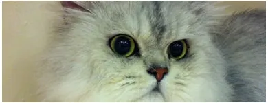 Business 7 image HALFORDS AUTOCENTRE Garage Services in Poole Do