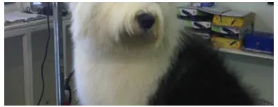 Business 1 image HALFORDS AUTOCENTRE Garage Services in Poole Do