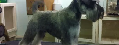 Business 2 image HALFORDS AUTOCENTRE Garage Services in Poole Do