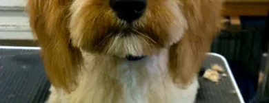 Business 4 image HALFORDS AUTOCENTRE Garage Services in Poole Do