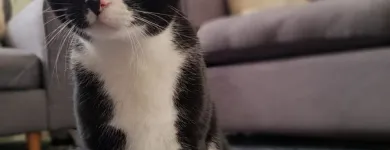 Business 5 image MY CAT SITTER Pets & Animals in Edinburgh Edh