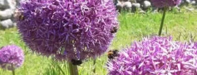 Business 20 image NORFOLK GARDEN SERVICES Paving & Driveway Contractors in Norwich No