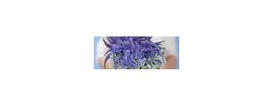 Business 9 image PARTY PERFECT Wedding Services in Hindley Gr