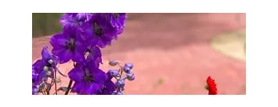 Business 8 image PENNANT HOUSE Residential, Retirement & Care Homes in Poole Do