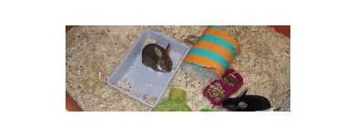 Business 1 image PETS AT HEATH Pet Shops in Derby De